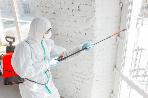 Reliable Knox, PA Mold Removal Solutions